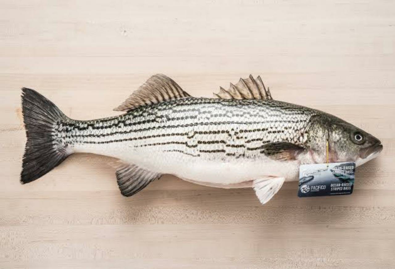 Lobina rayada - Imagen 2